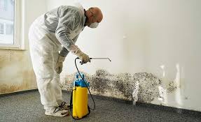 Mold Odor Removal Services in Coopersburg, PA