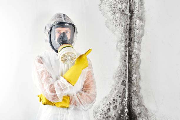 Why You Should Choose Our Mold Remediation Services in Coopersburg, PA